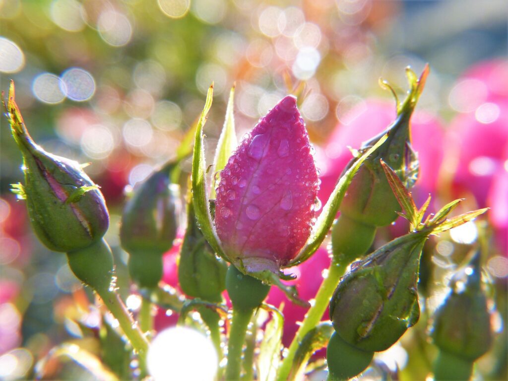 Pink Pink Rose