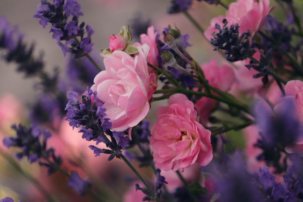 Rose Lavender