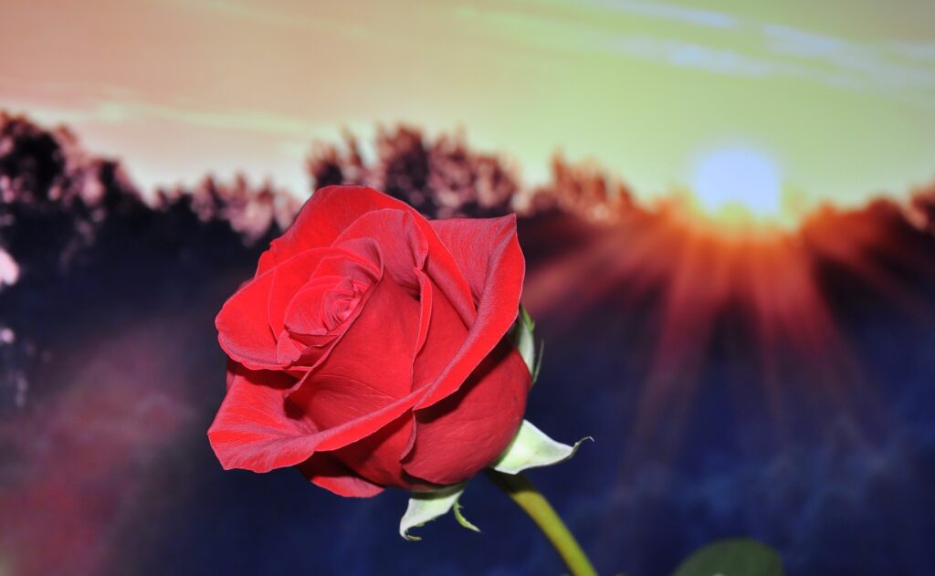 Red Rose Into The Sun