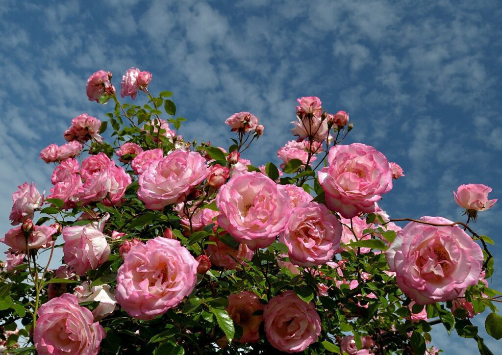 Roses pink